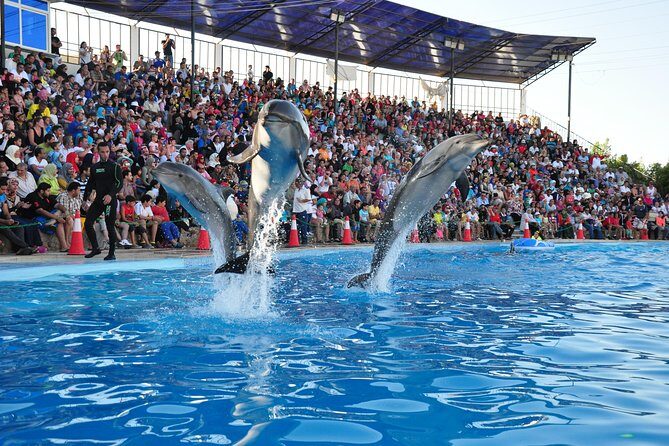 Dolphin Show in Sharm El Sheikh with Hotel Pickup