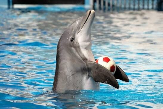 Dolphin holding a red and white ball with its fins during the show