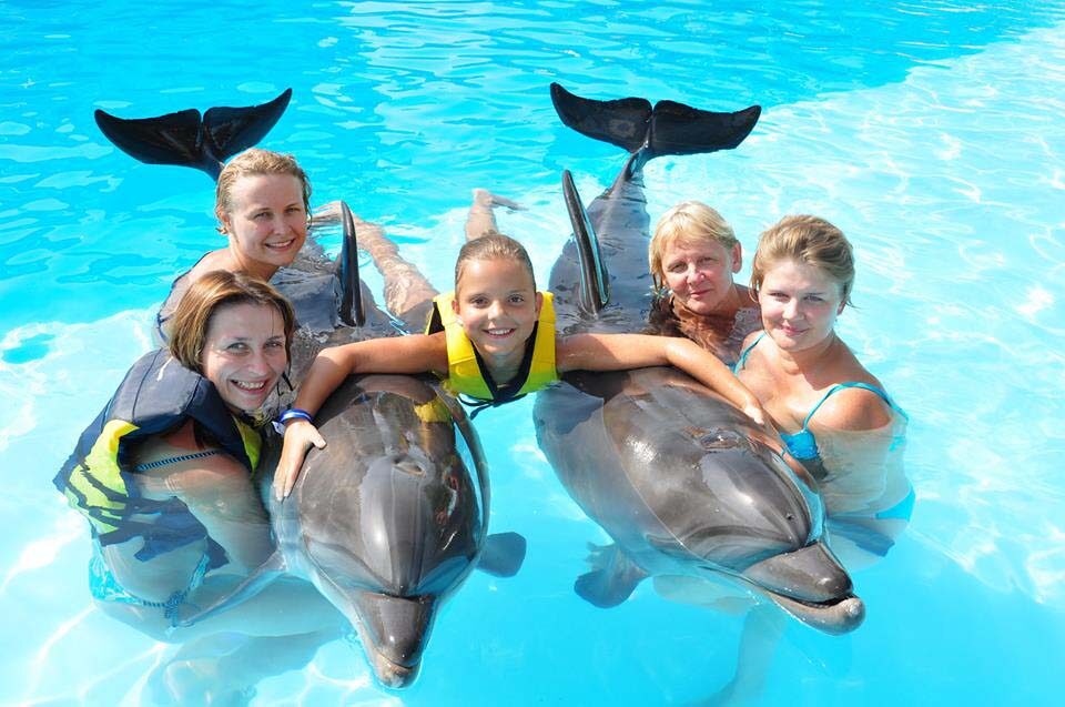 Family in the pool with two dolphins during the optional dolphin swim (extra fee)
