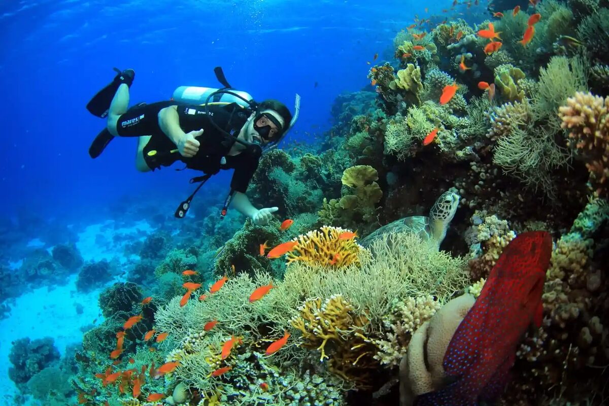Plongée à Ras Mohammed depuis Sharm El Sheikh