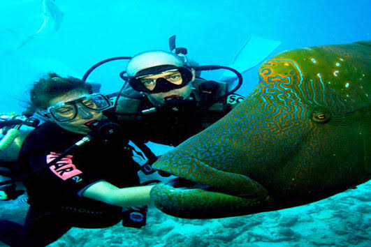 Two divers next to a large Napoleon wrasse underwater