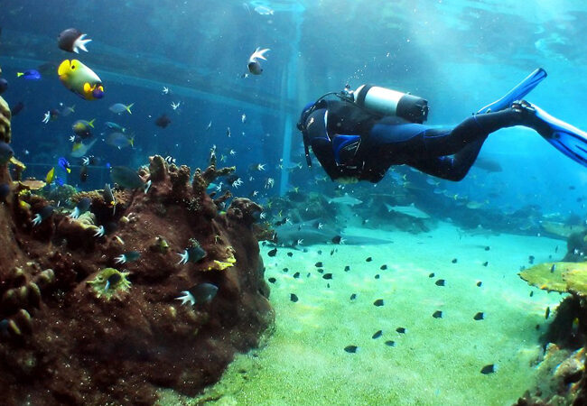 Scuba diver swimming above coral and tropical fish